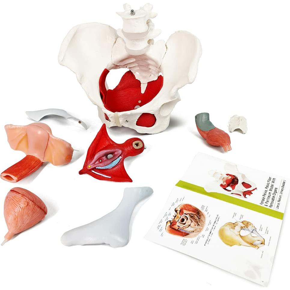 Modelo Anatómico de Pelvis Femenina EVOTECH 6-Partes