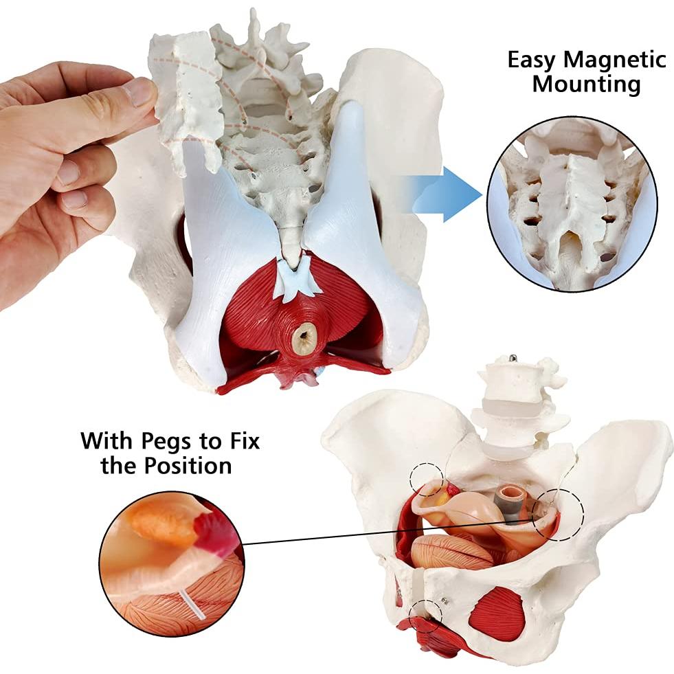 Modelo Anatómico de Pelvis Femenina EVOTECH 6-Partes