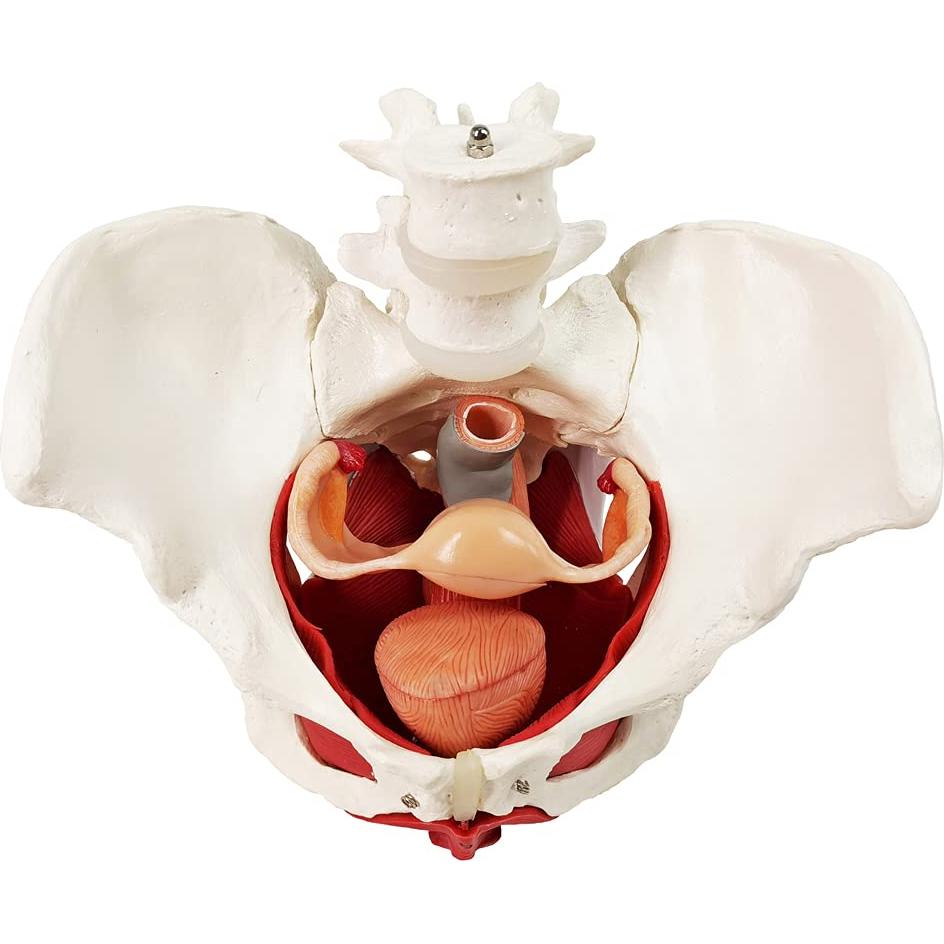 Modelo Anatómico de Pelvis Femenina EVOTECH 6-Partes