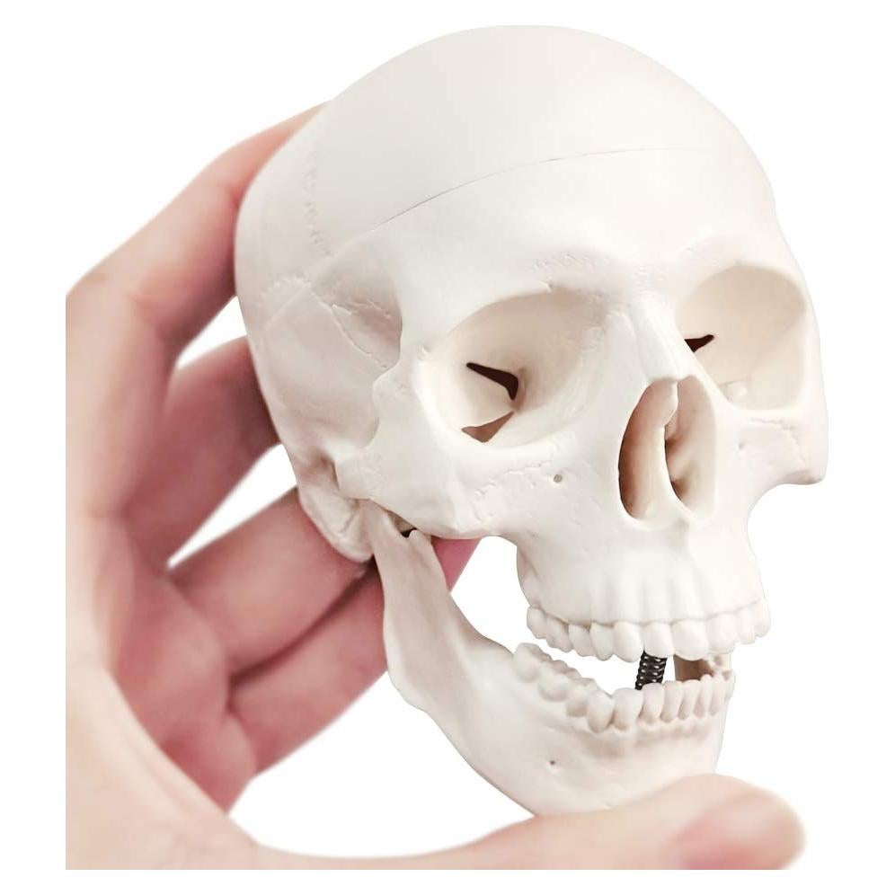 Modelo de Cráneo Humano Mini 3 Piezas EVOTECH 9.9 cm