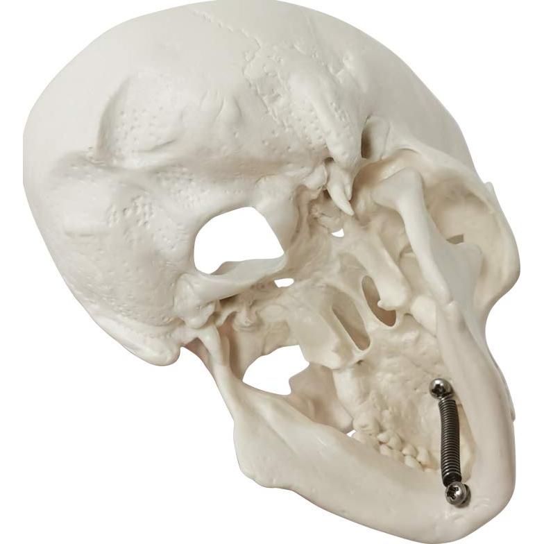 Modelo de Cráneo Humano Mini 3 Piezas EVOTECH 9.9 cm