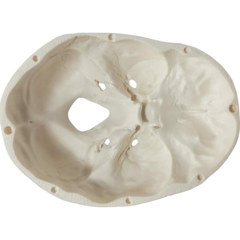 Modelo de Cráneo Humano Mini 3 Piezas EVOTECH 9.9 cm