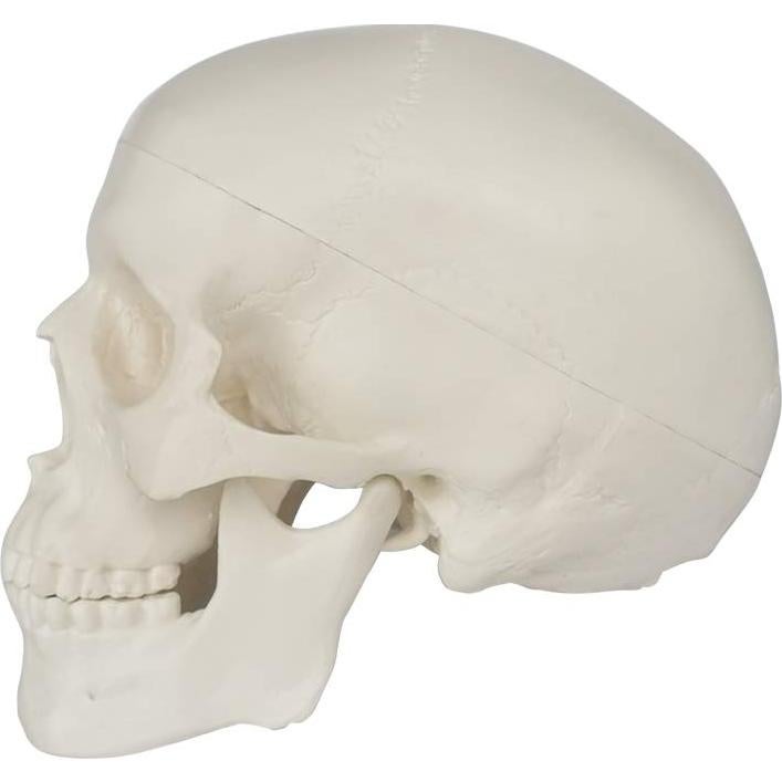 Modelo de Cráneo Humano Mini 3 Piezas EVOTECH 9.9 cm