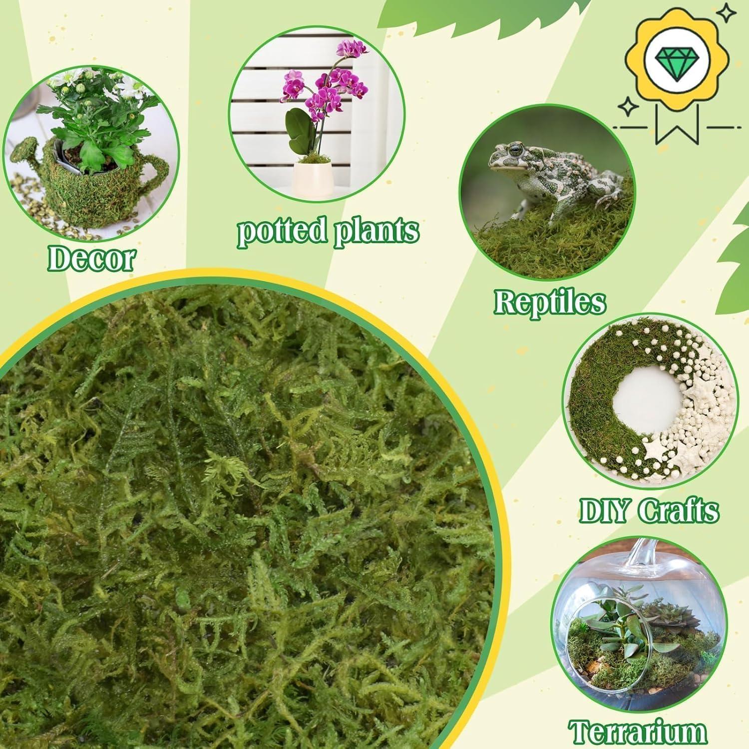 Musgo Verde Natural Halatool 170g para Plantas de Interior