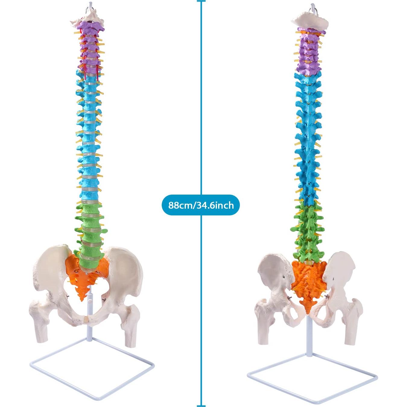 Modelo de Columna Vertebral Flexible Breesky 87.9 cm
