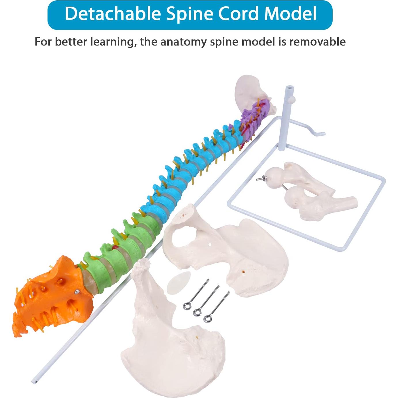 Modelo de Columna Vertebral Flexible Breesky 87.9 cm