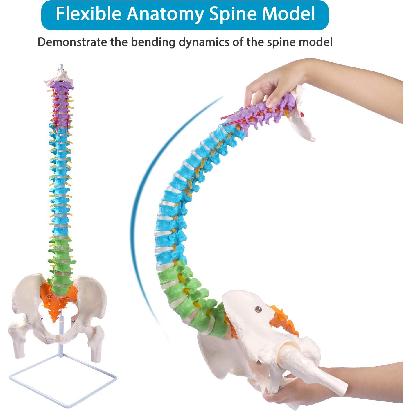 Modelo de Columna Vertebral Flexible Breesky 87.9 cm