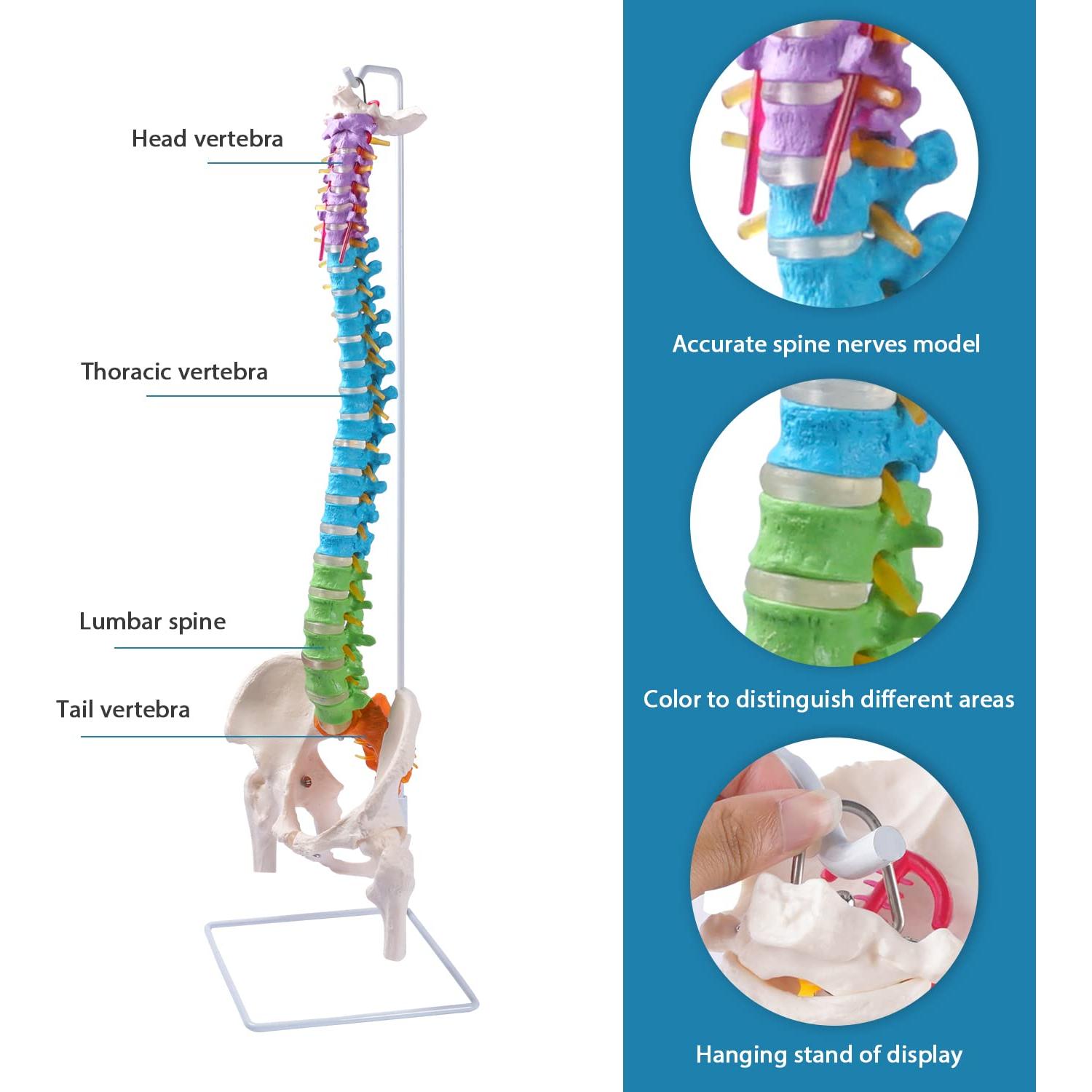 Modelo de Columna Vertebral Flexible Breesky 87.9 cm