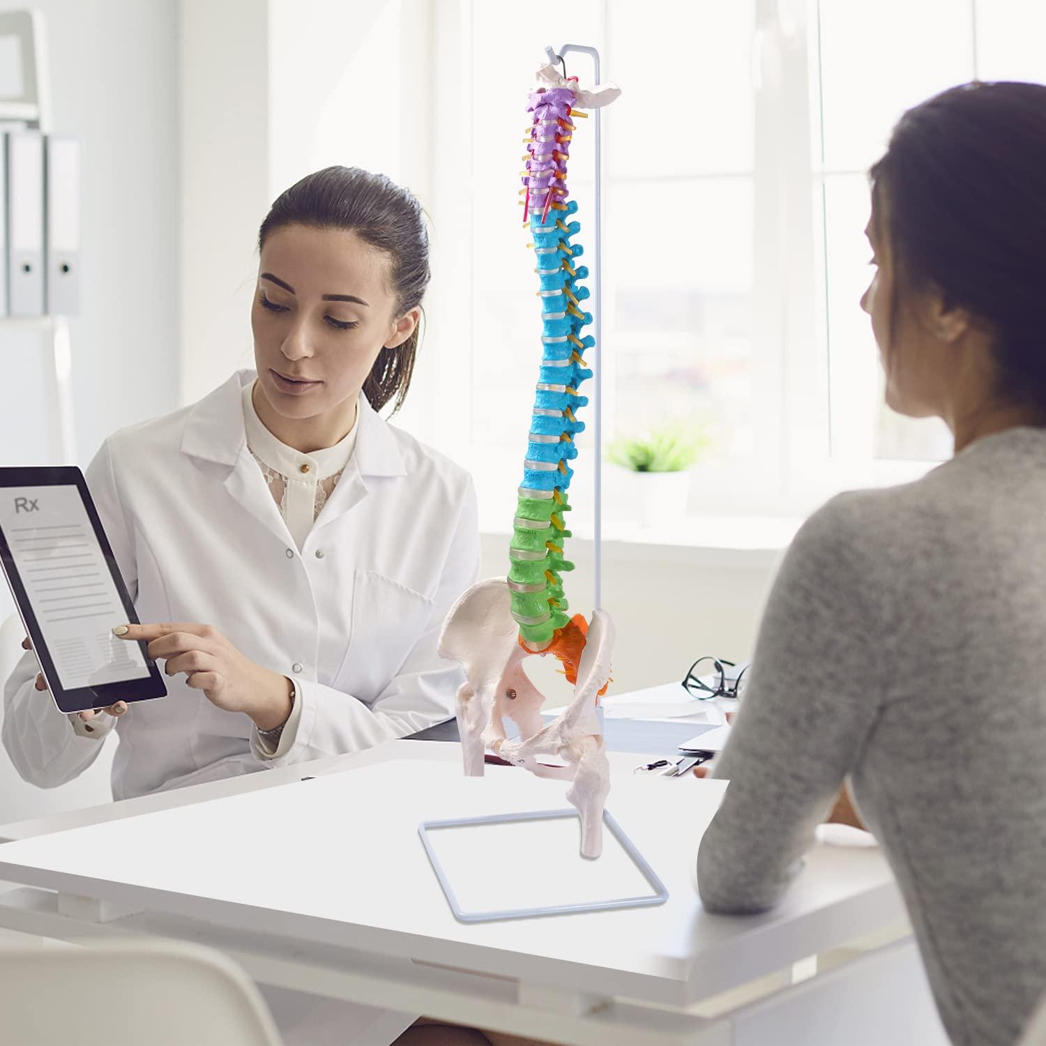 Modelo de Columna Vertebral Flexible Breesky 87.9 cm