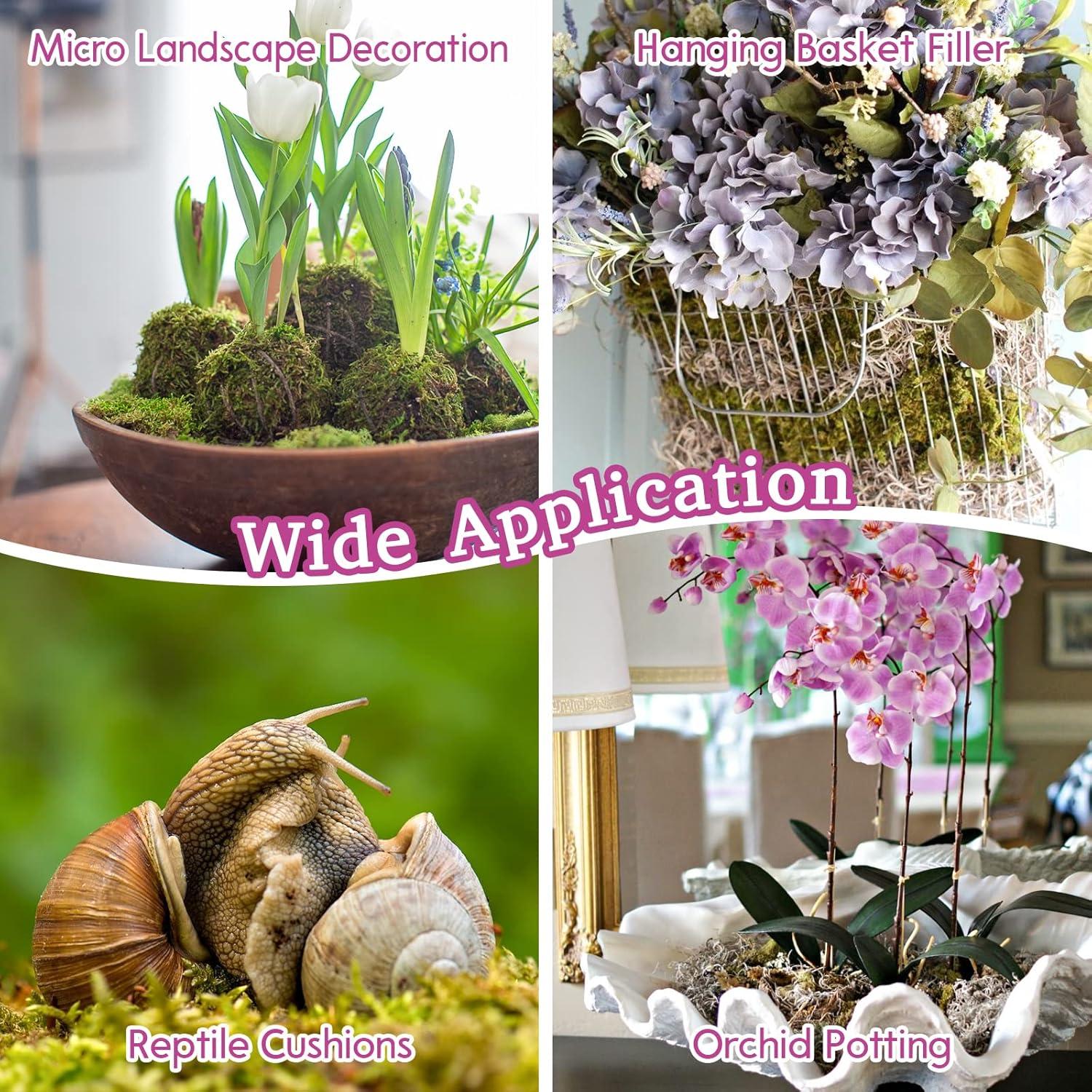 Musgo Sphagnum Premium Riare 150 g - Mezcla para Plantas