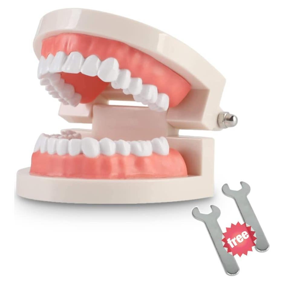 Modelo Dental Typodont Adulto Thinkprice con 2 Llaves Fijas