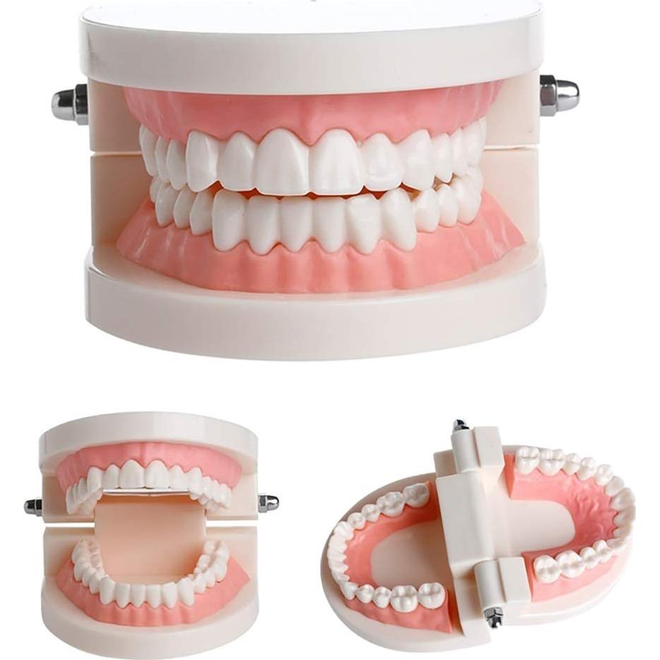 Modelo Dental Typodont Adulto Thinkprice con 2 Llaves Fijas