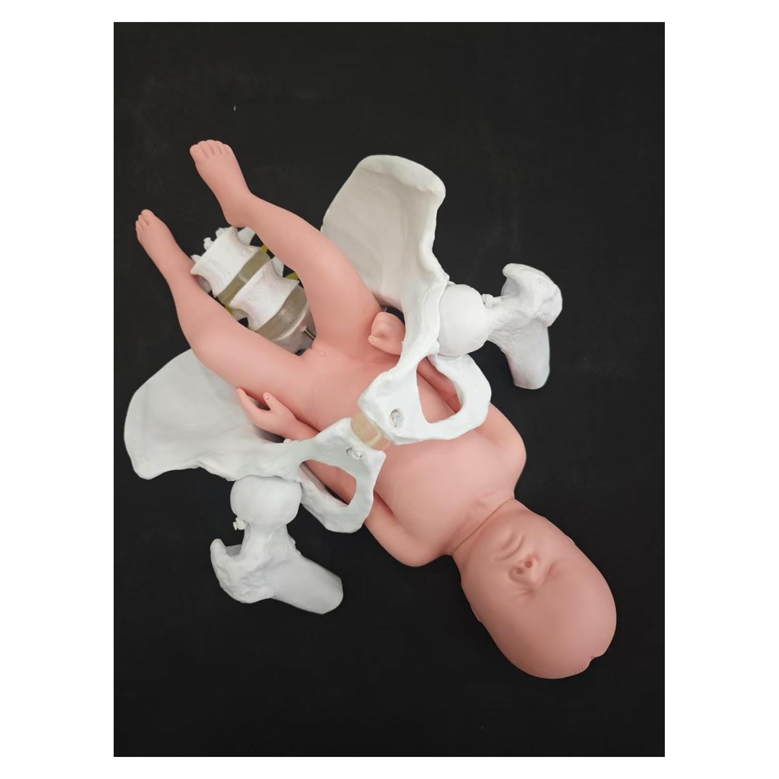 Modelo de Pelvis Femenina Realista JNMFTD con Bebé 46cm