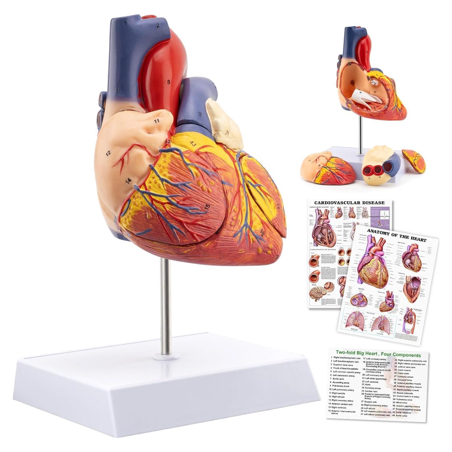Modelo de Corazón Anatómico 2X TYRRDE - 49 Estructuras