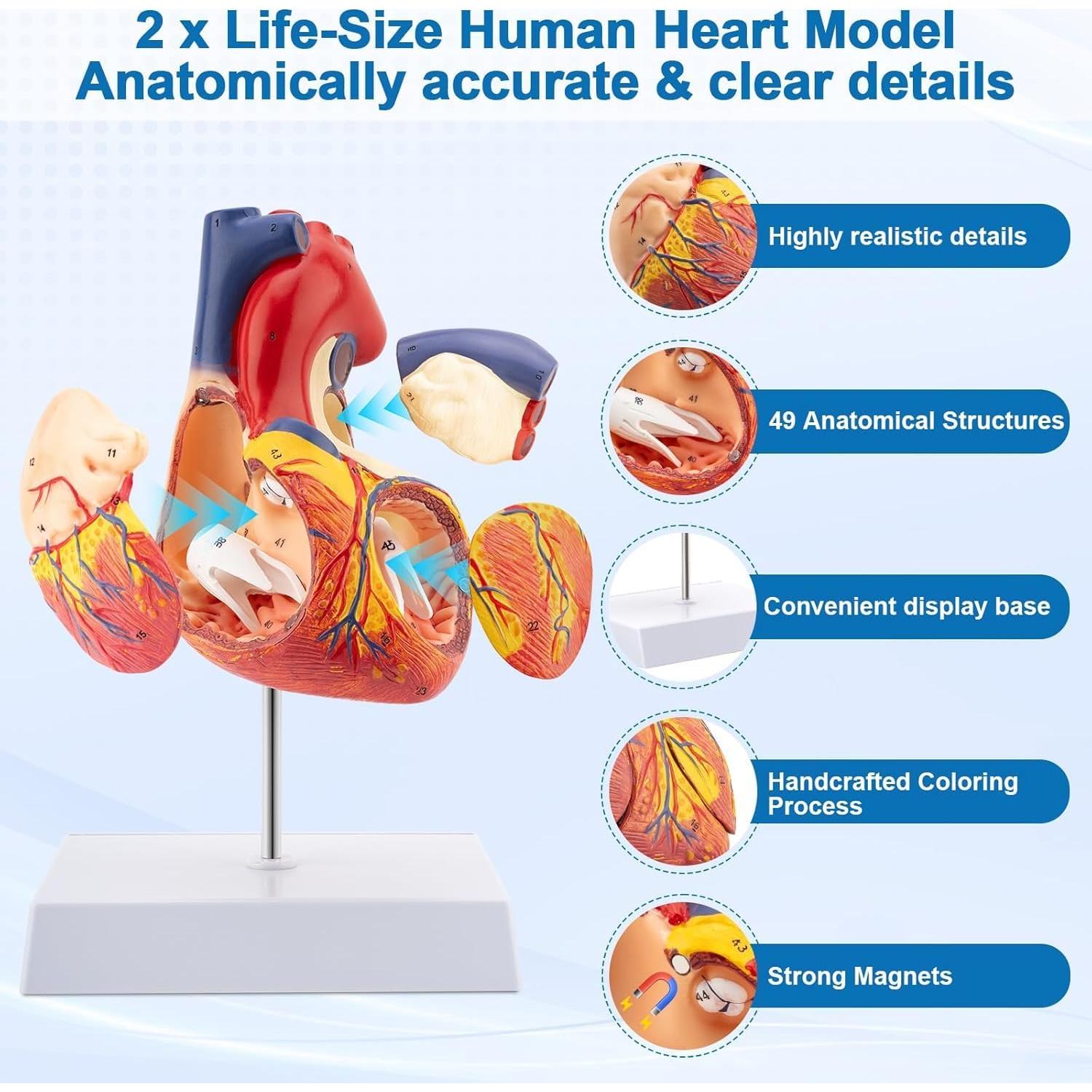 Modelo de Corazón Anatómico 2X TYRRDE - 49 Estructuras