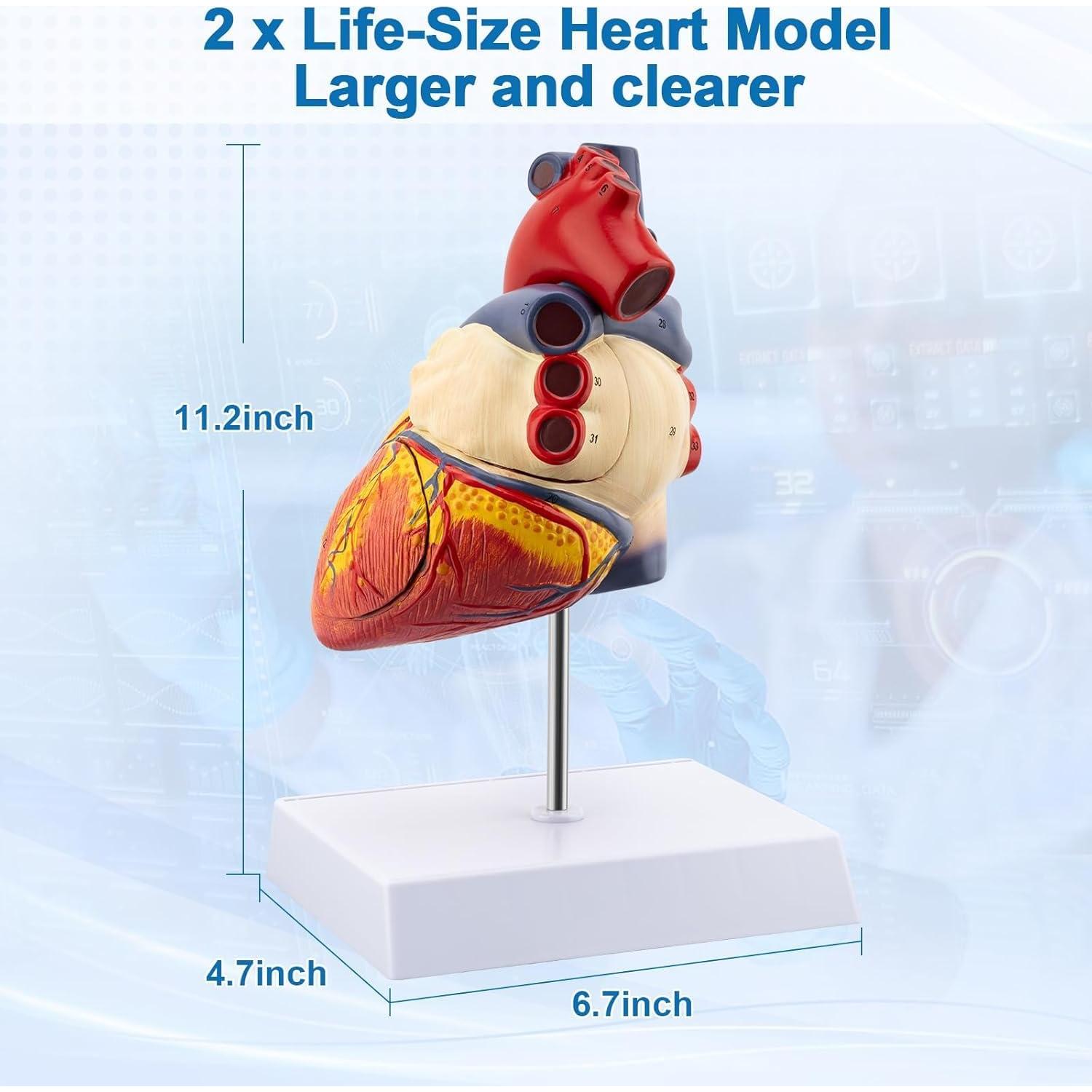 Modelo de Corazón Anatómico 2X TYRRDE - 49 Estructuras