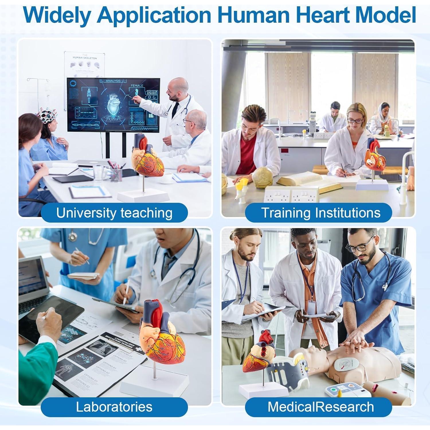 Modelo de Corazón Anatómico 2X TYRRDE - 49 Estructuras