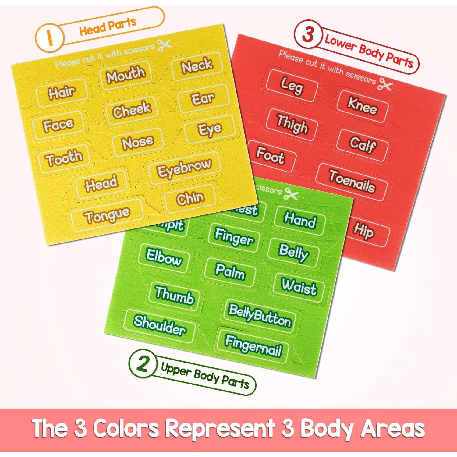 Tablero de Fieltro del Cuerpo Humano AKAYOK 36 Piezas