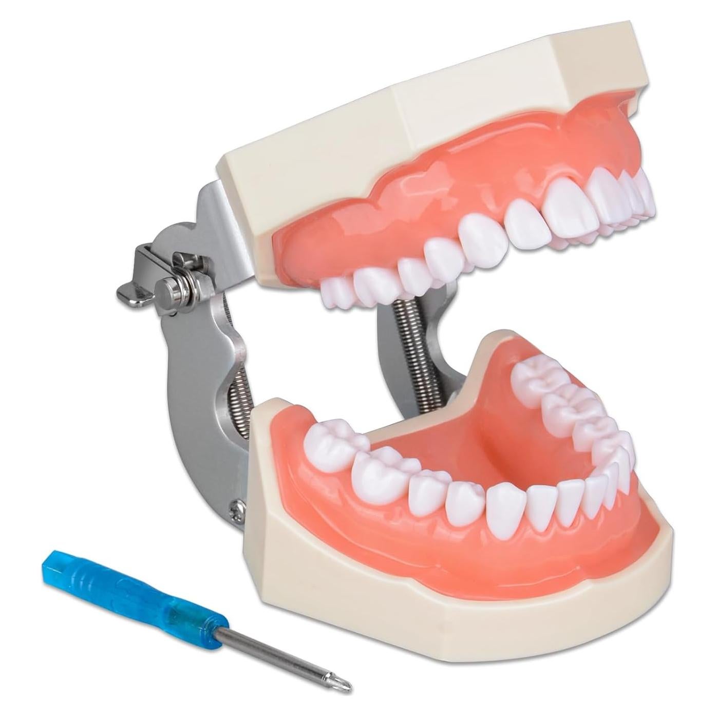 Typodont Dental Ultrassist 28 Dientes Desmontables para Estudiantes