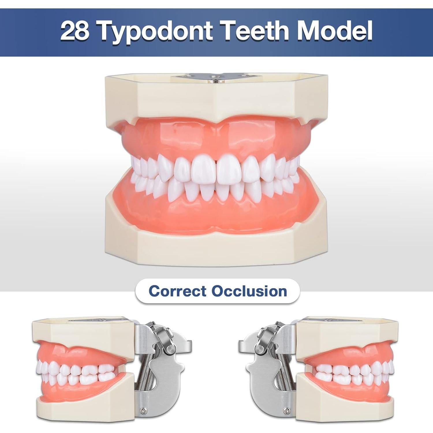 Typodont Dental Ultrassist 28 Dientes Desmontables para Estudiantes