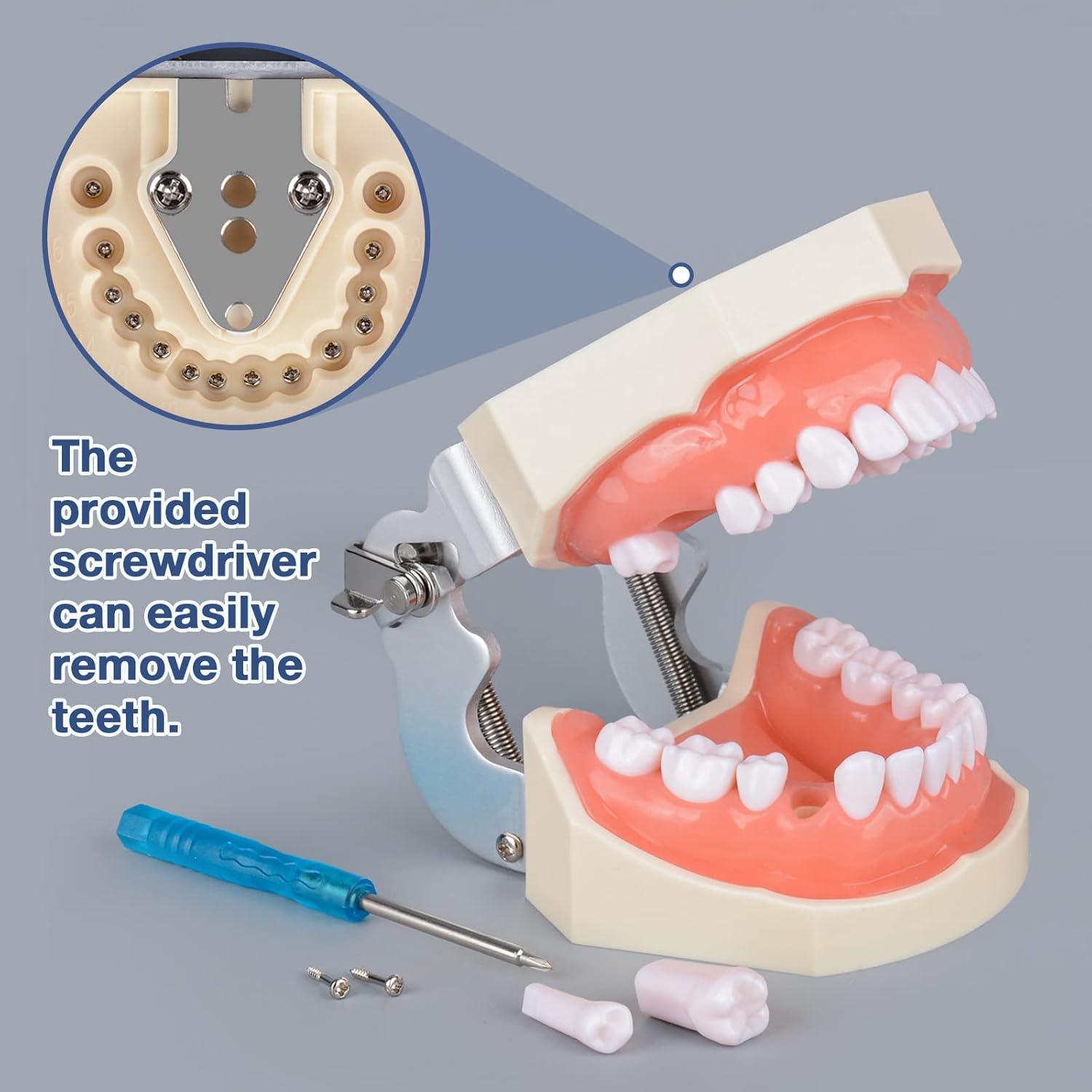 Typodont Dental Ultrassist 28 Dientes Desmontables para Estudiantes