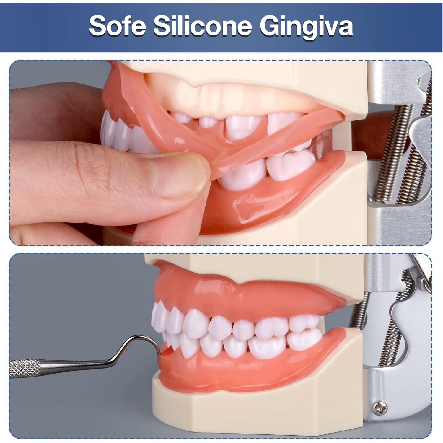 Typodont Dental Ultrassist 28 Dientes Desmontables para Estudiantes