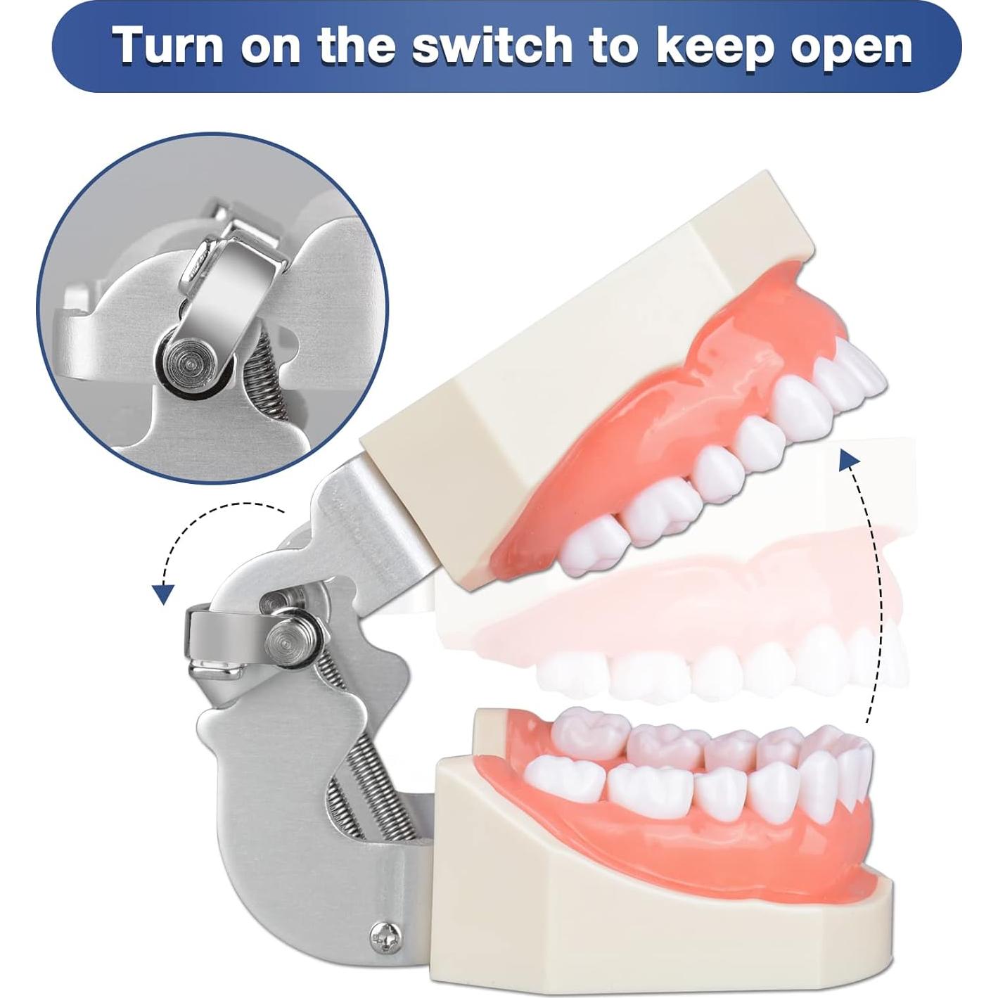 Typodont Dental Ultrassist 28 Dientes Desmontables para Estudiantes