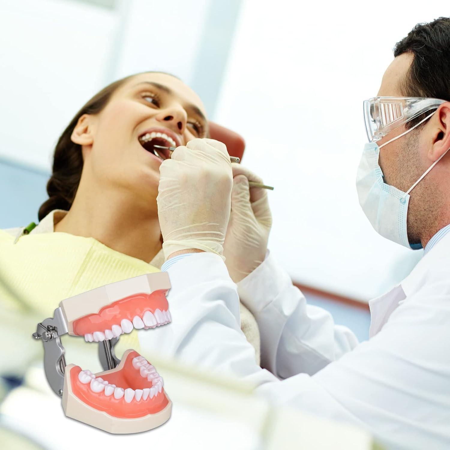 Typodont Dental Ultrassist 28 Dientes Desmontables para Estudiantes