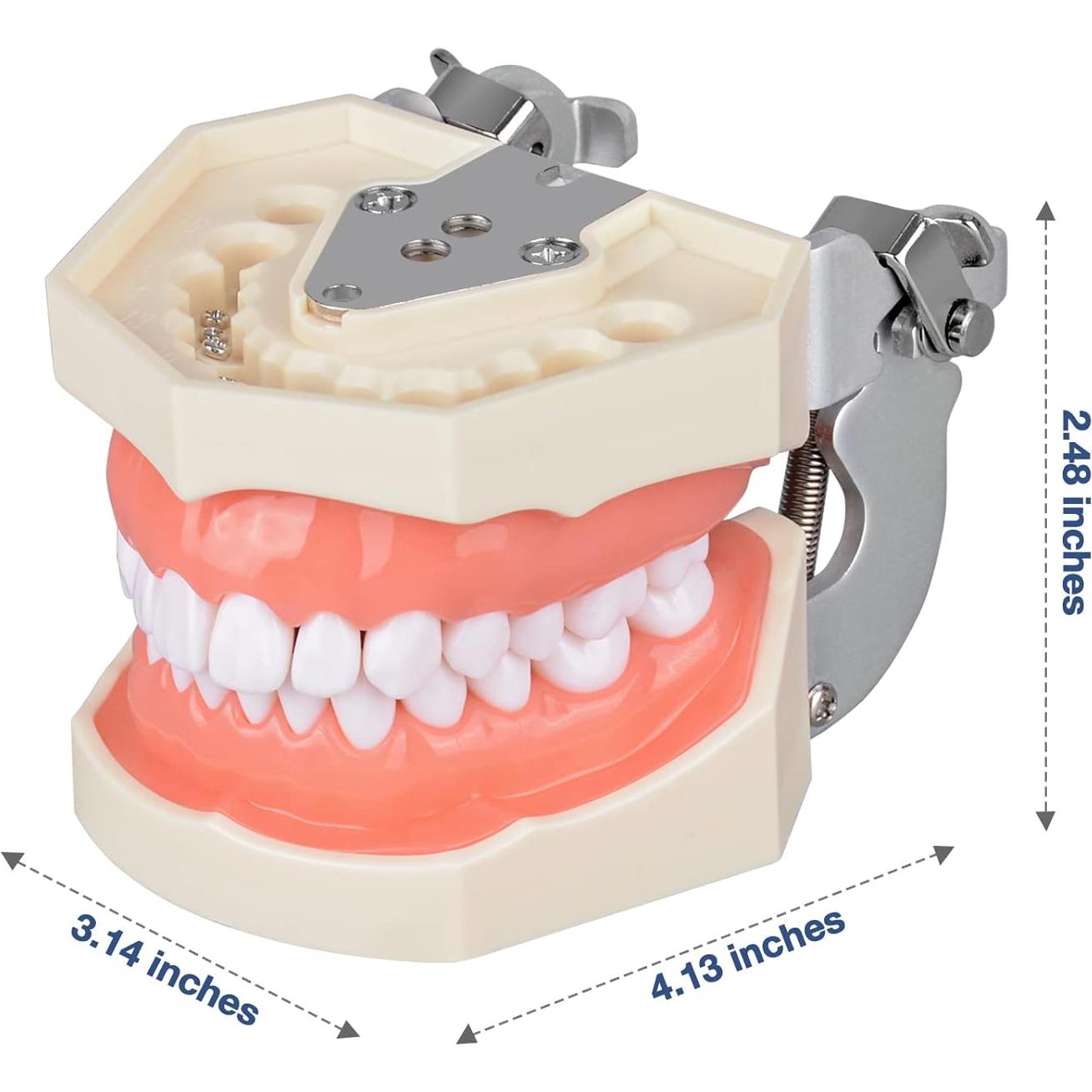 Typodont Dental Ultrassist 28 Dientes Desmontables para Estudiantes