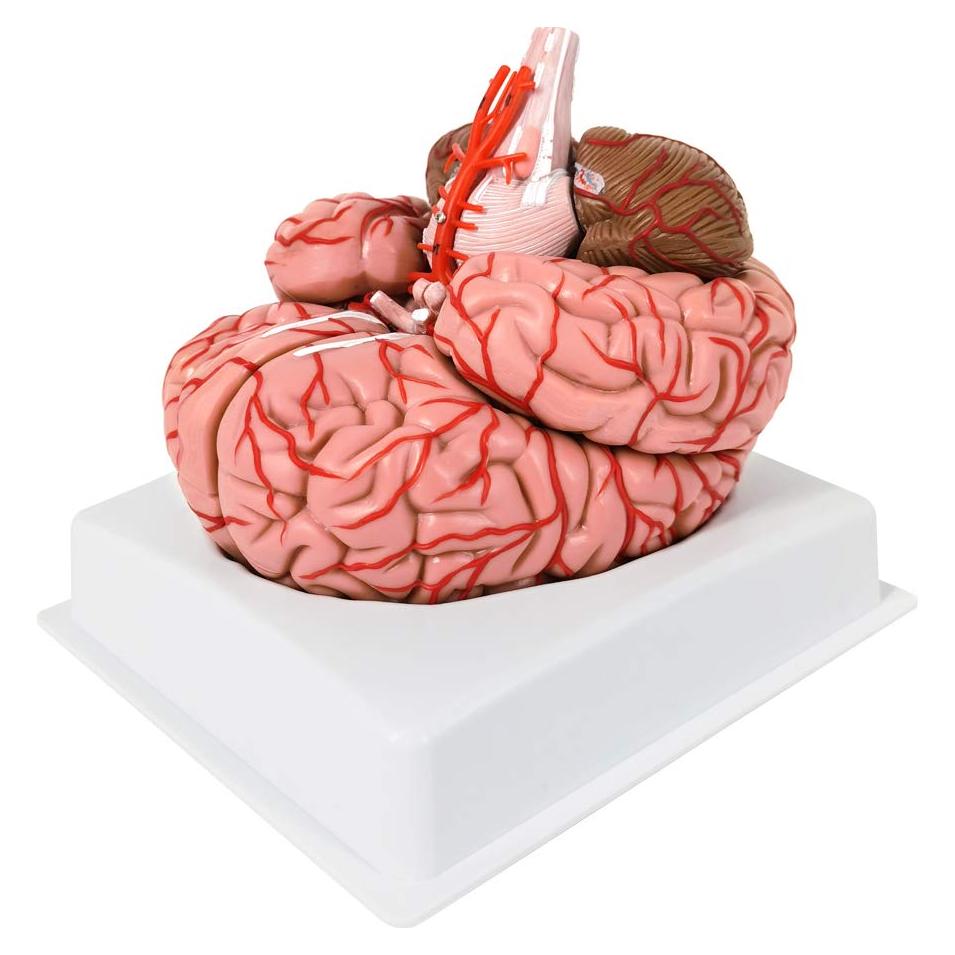 Modelo de Cerebro Humano Evotech 9 Piezas Tamaño Real PVC