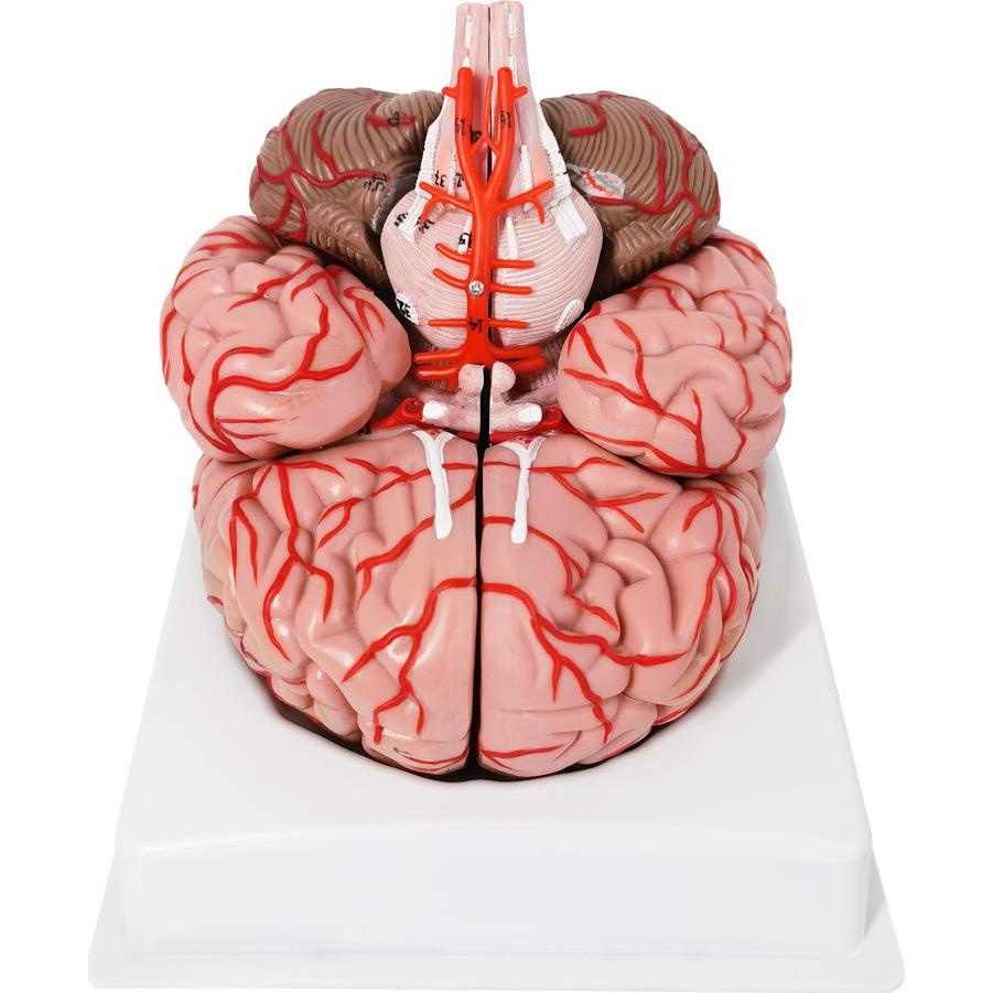 Modelo de Cerebro Humano Evotech 9 Piezas Tamaño Real PVC