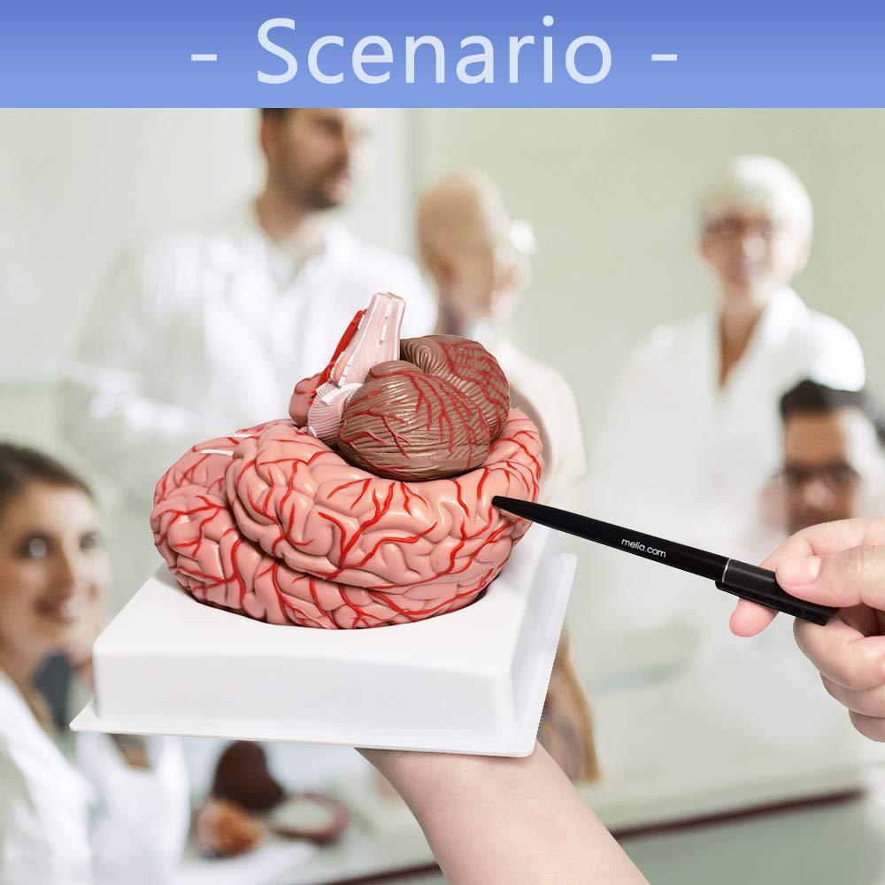 Modelo de Cerebro Humano Evotech 9 Piezas Tamaño Real PVC