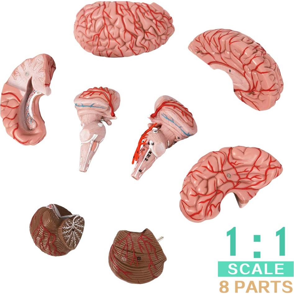 Modelo de Cerebro Humano Evotech 9 Piezas Tamaño Real PVC
