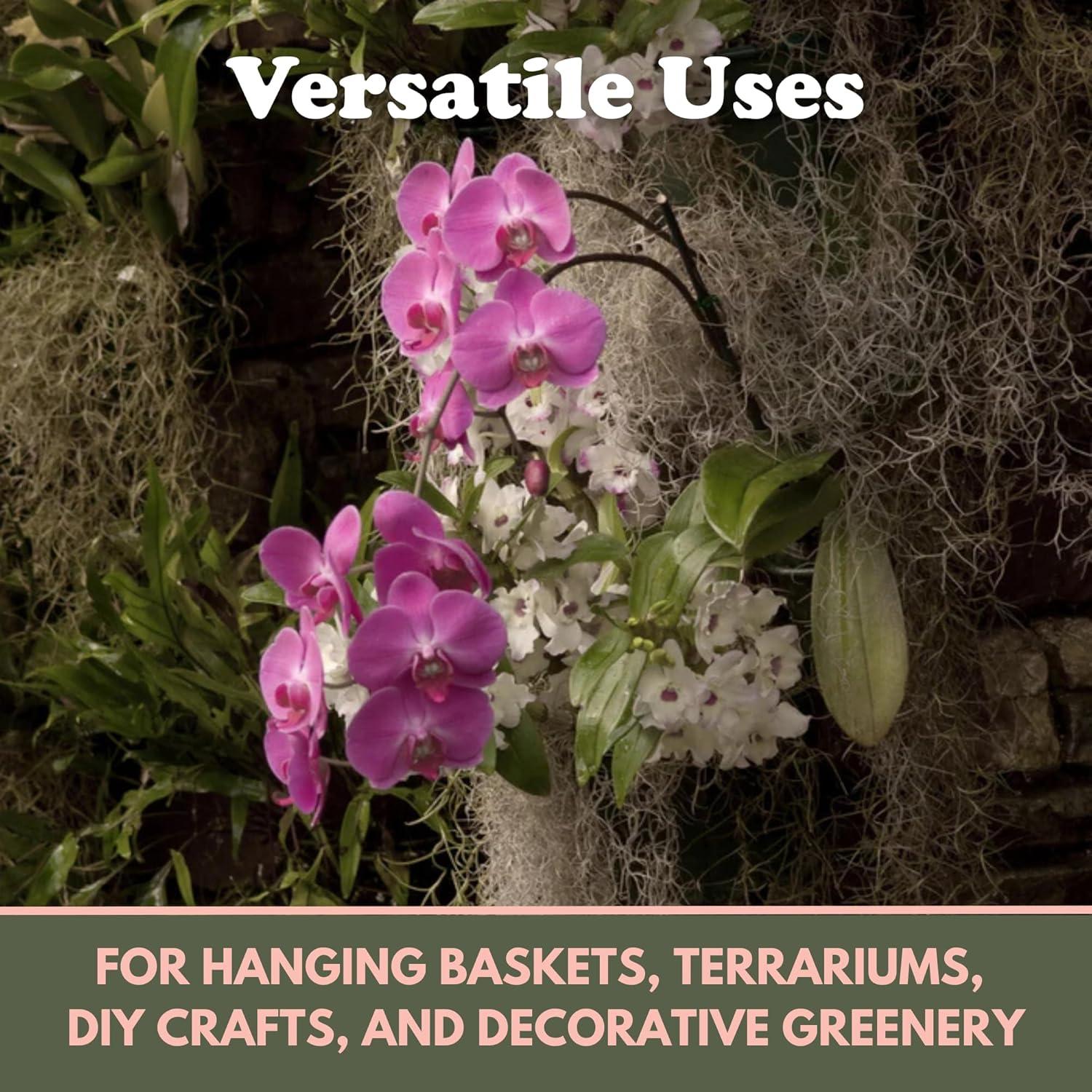 Musgo Español Natural Mossify 75g para Jardinería y Manualidades