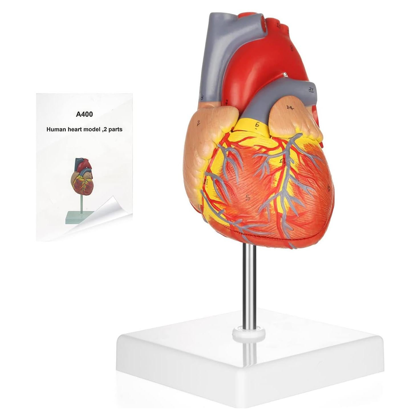 Modelo de Corazón Humano Merinden 2 Partes 48 Estructuras