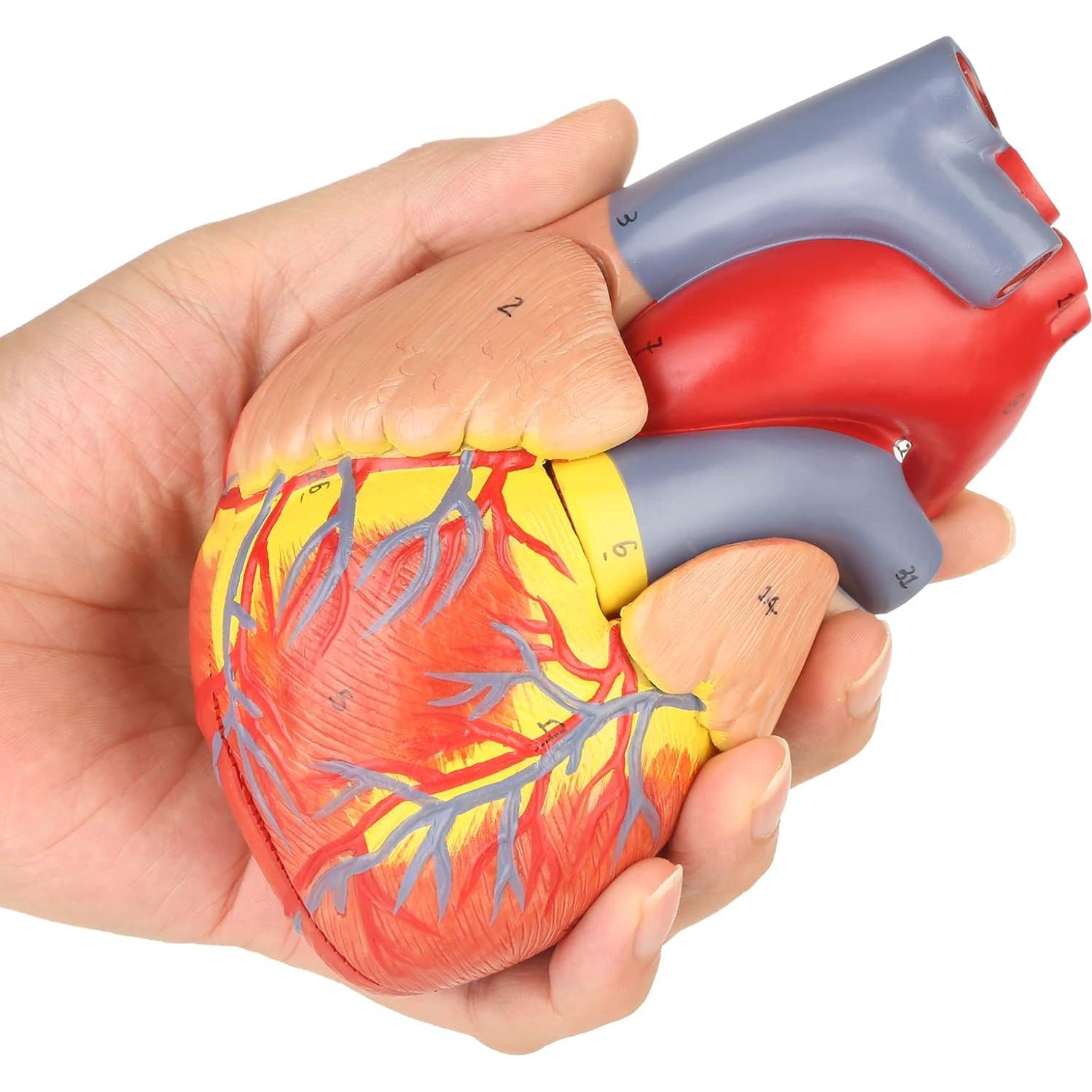 Modelo de Corazón Humano Merinden 2 Partes 48 Estructuras