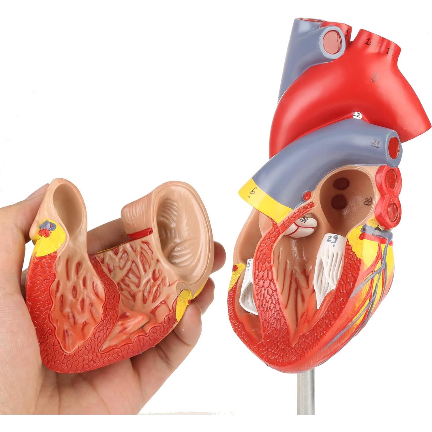 Modelo de Corazón Humano Merinden 2 Partes 48 Estructuras