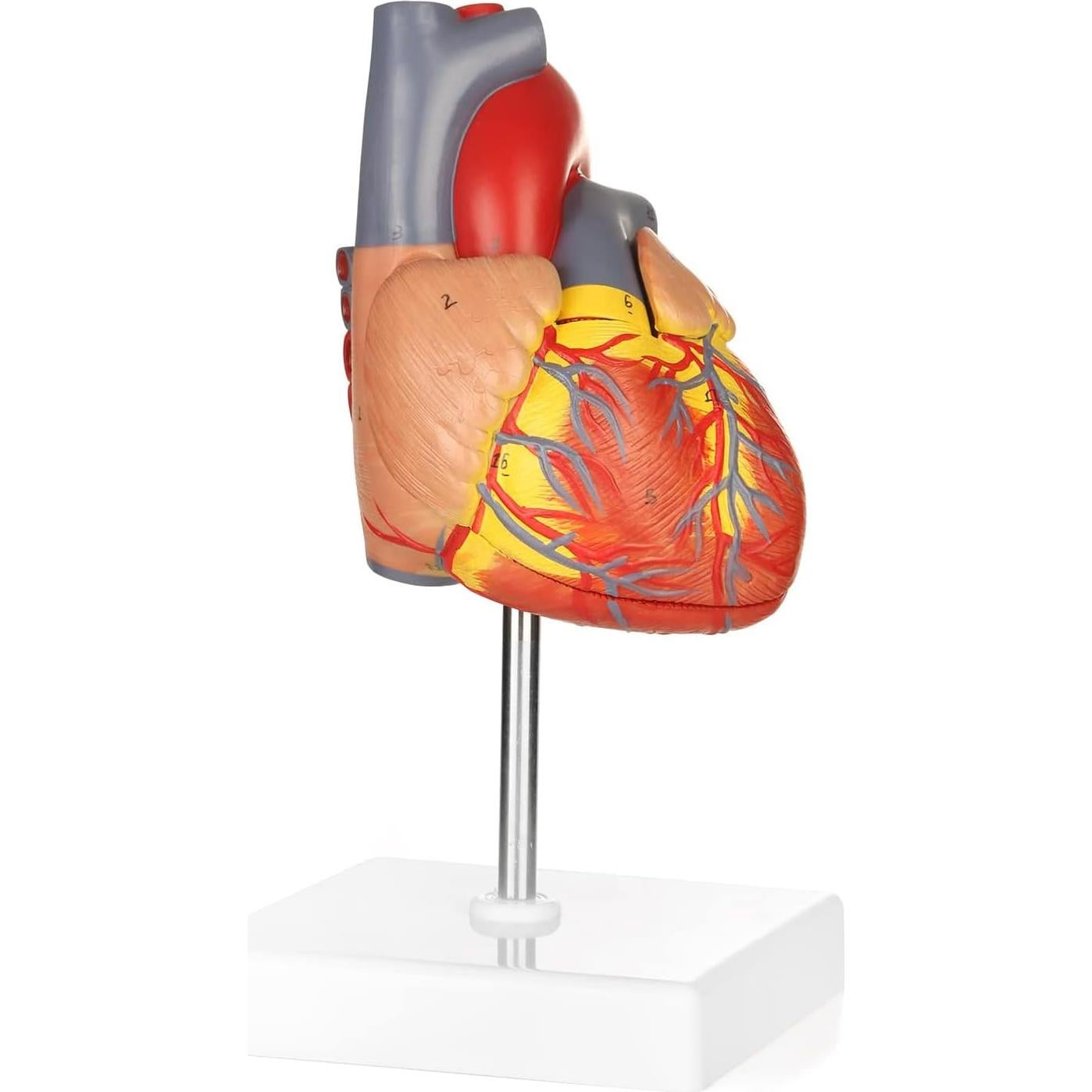 Modelo de Corazón Humano Merinden 2 Partes 48 Estructuras