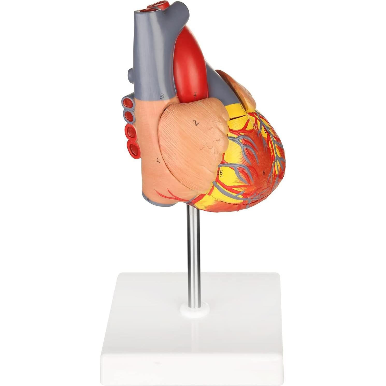 Modelo de Corazón Humano Merinden 2 Partes 48 Estructuras