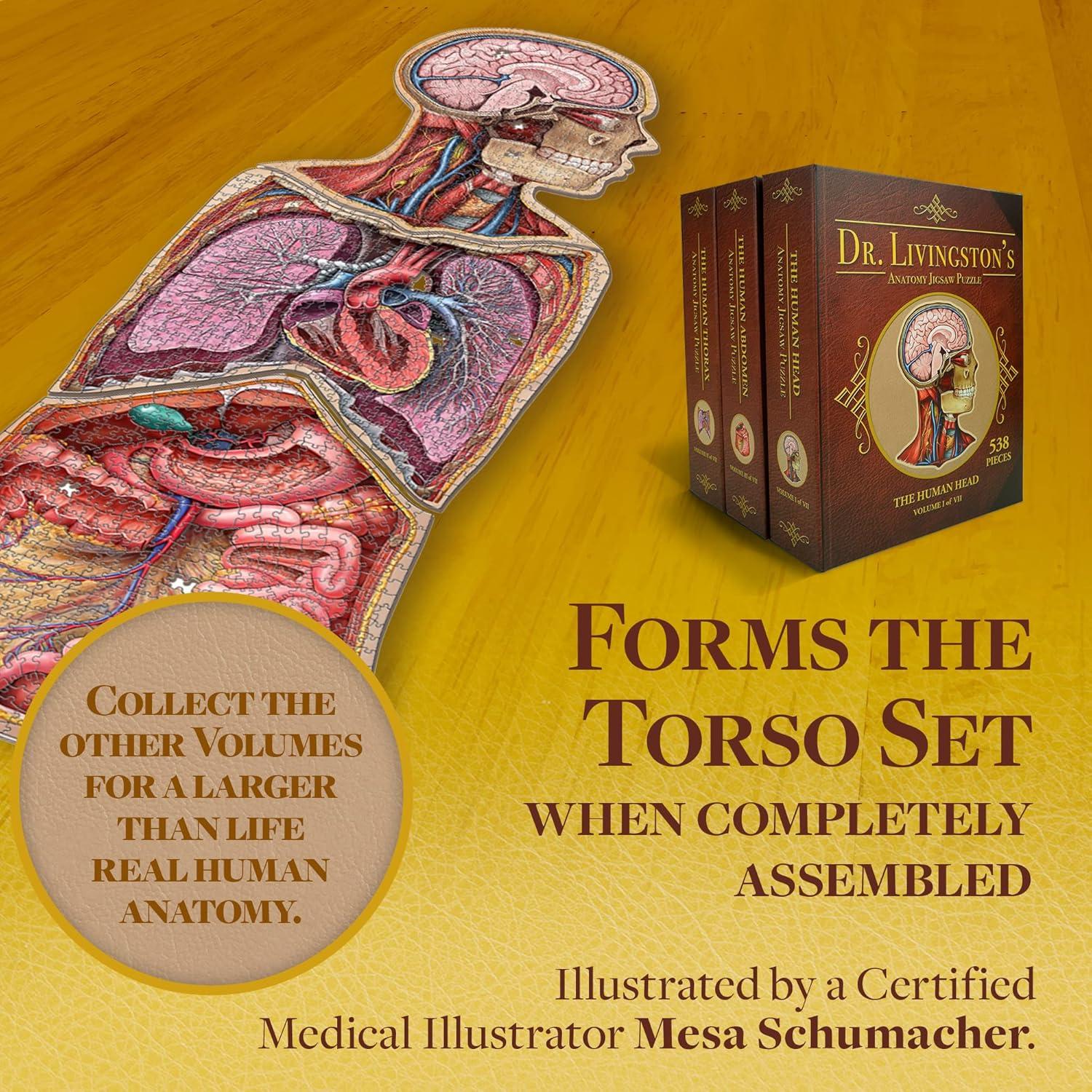 Rompecabezas de Anatomía del Abdomen Humano Genius Games