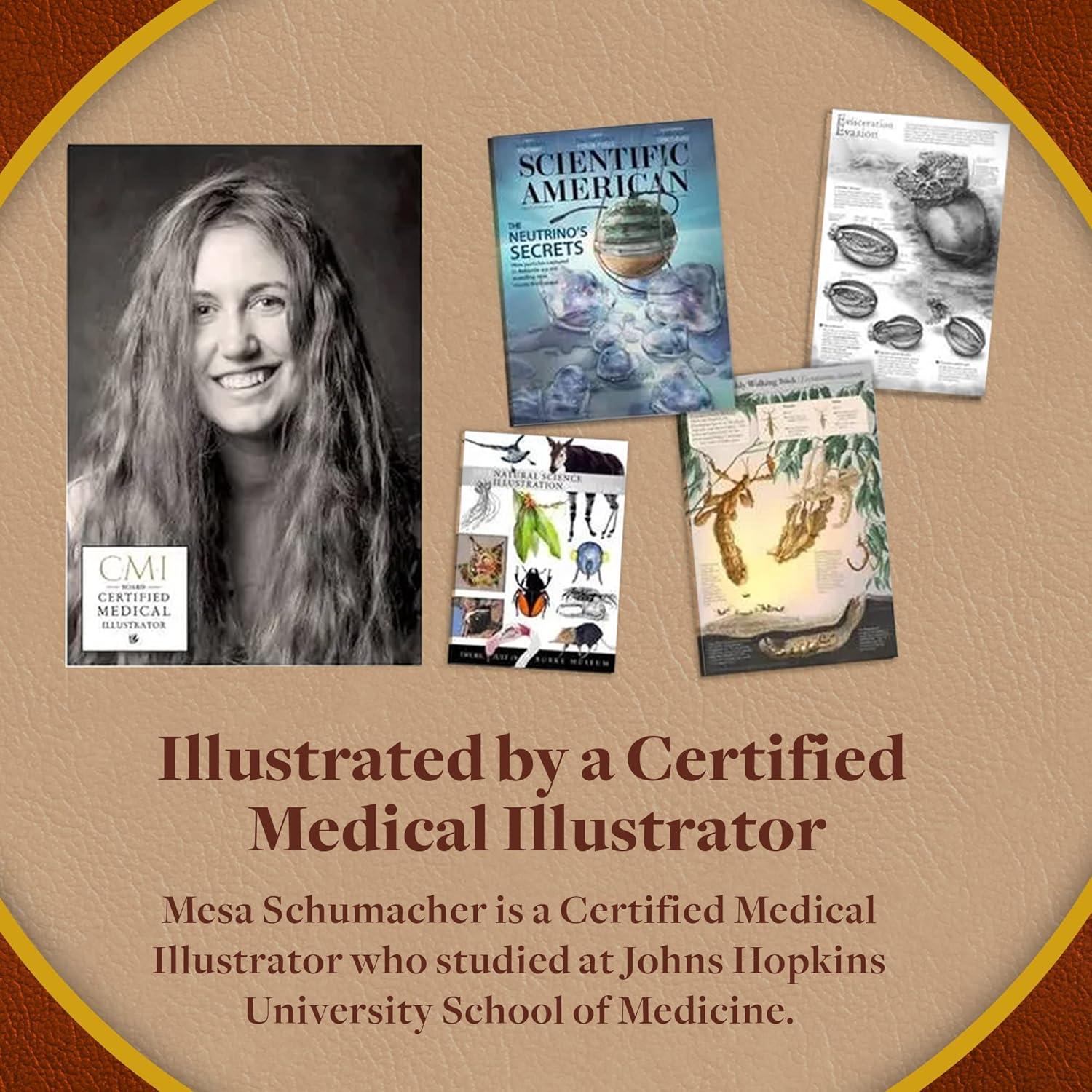 Rompecabezas de Anatomía del Abdomen Humano Genius Games