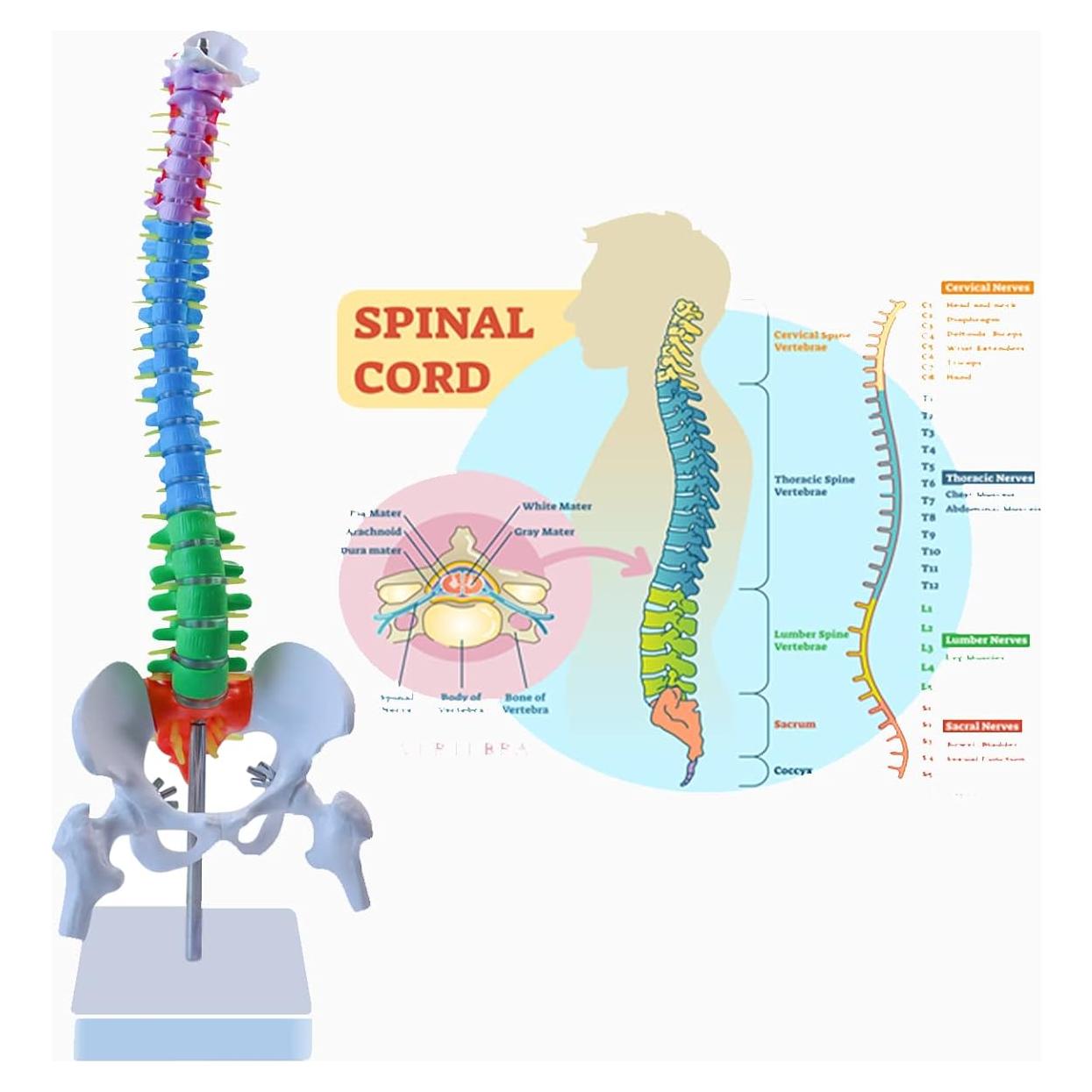 Modelo de Anatomía de Columna Vertebral Mini Aliwovo 44.96 cm