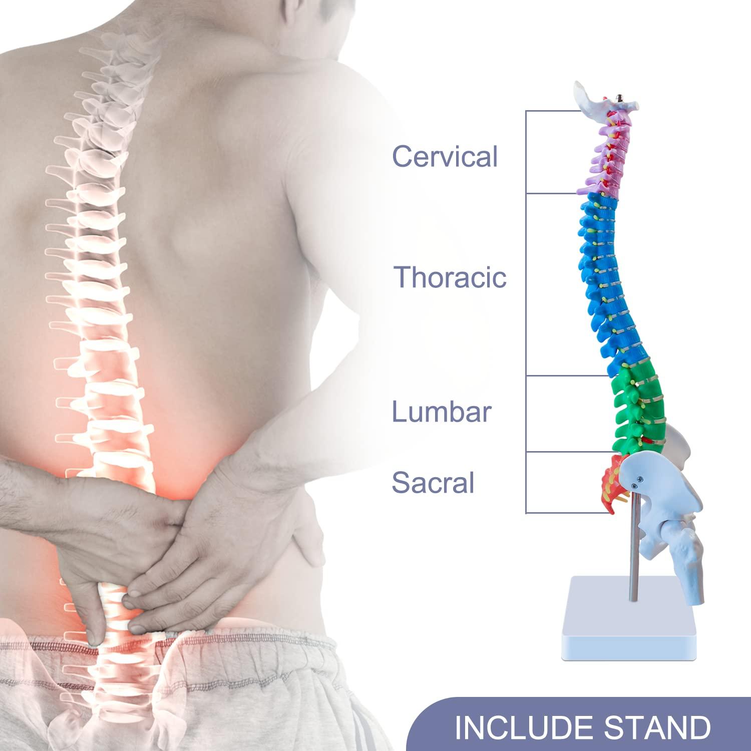 Modelo de Anatomía de Columna Vertebral Mini Aliwovo 44.96 cm