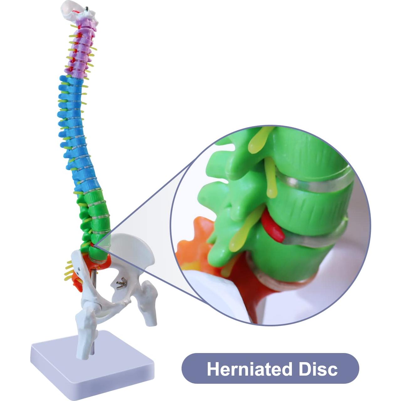 Modelo de Anatomía de Columna Vertebral Mini Aliwovo 44.96 cm