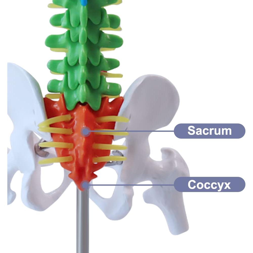 Modelo de Anatomía de Columna Vertebral Mini Aliwovo 44.96 cm