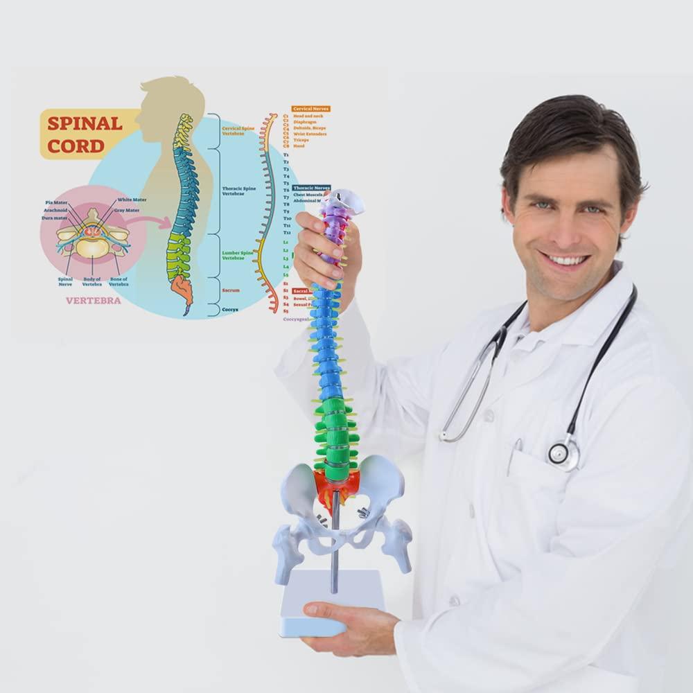 Modelo de Anatomía de Columna Vertebral Mini Aliwovo 44.96 cm