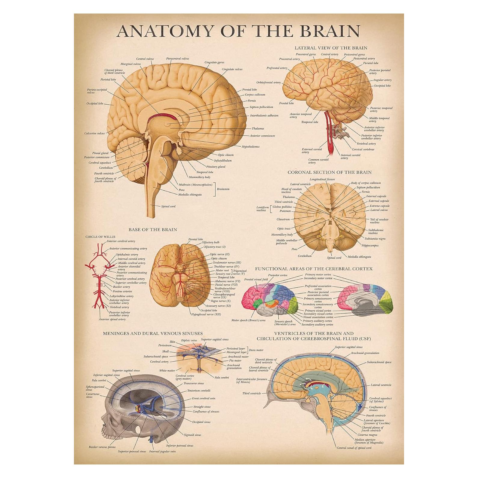 Póster de Anatomía del Cerebro Laminado Palace Learning 45.72x60.96cm