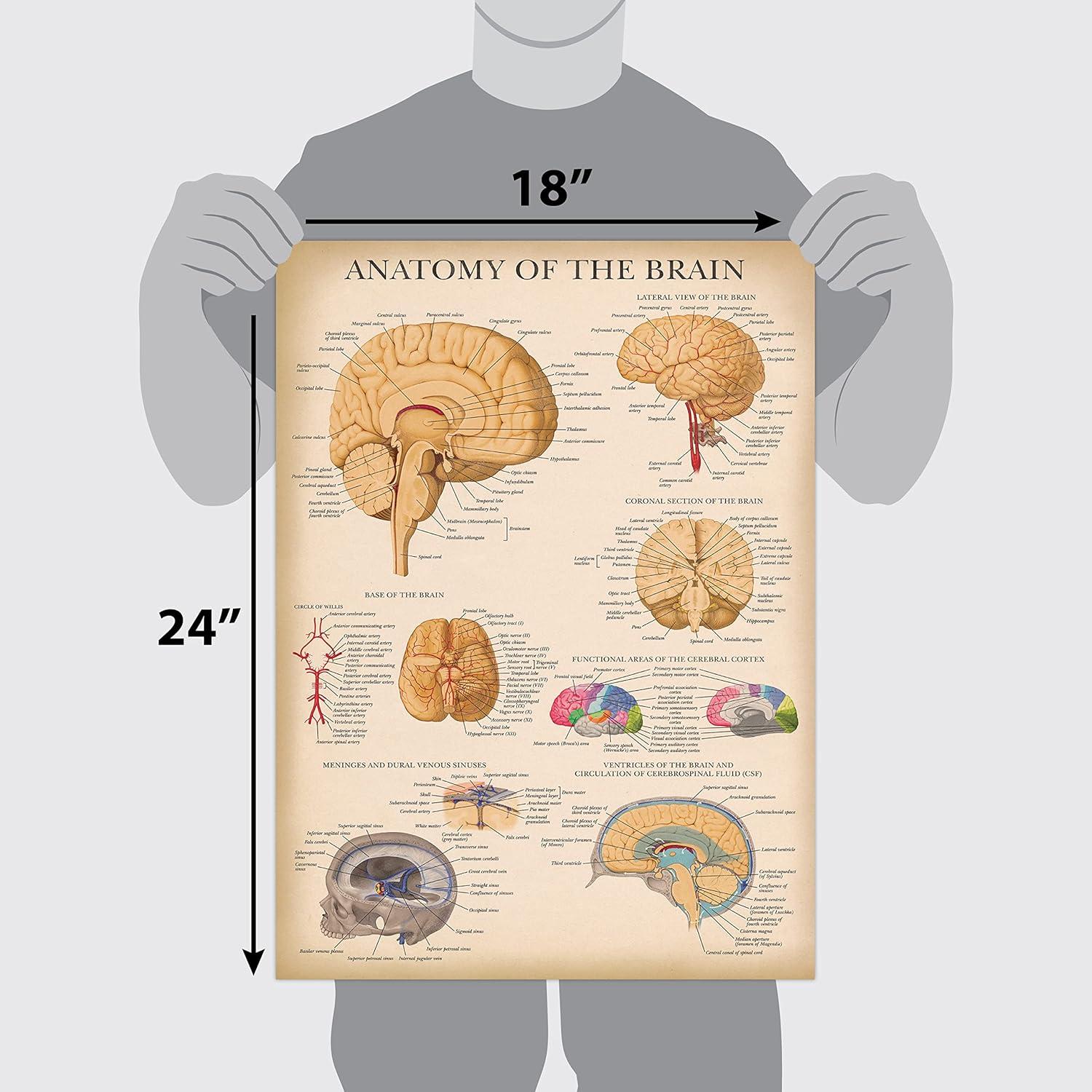 Póster de Anatomía del Cerebro Laminado Palace Learning 45.72x60.96cm