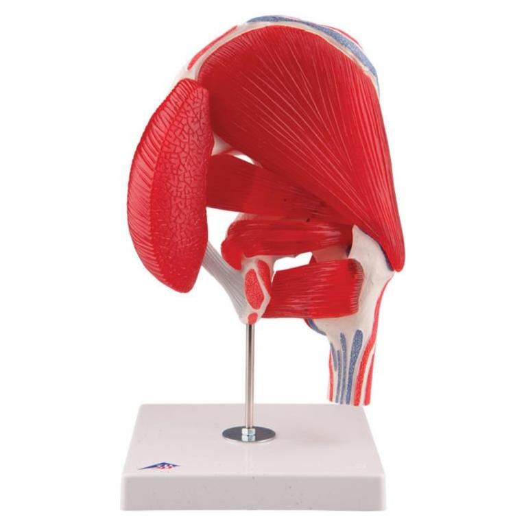3B Scientific A881 Hip Joint 7-part - 3B Smart Anatomy