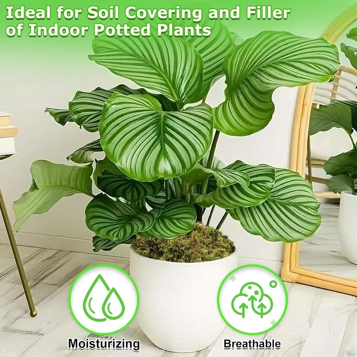 Musgo Verde Natural Legigo 0.59 kg para Manualidades y Decoración